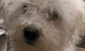 Imagen de la nota: Buscan a Milagros, una caniche 