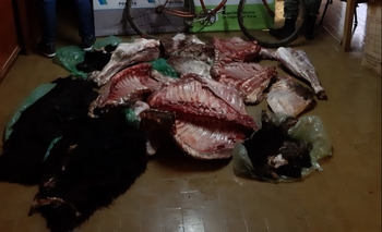 Allanan y secuestran costillares, cuartos y paletas Imagen de la nota: Allanan y secuestran costillares, cuartos y paletas