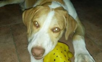 Imagen de la nota: Se perdió Roco: ofrecen recompensa