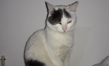 Imagen de la nota: Desesperada búsqueda de un gato