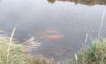 Imagen de la nota: Un auto quedó sumergido luego de una mala maniobra