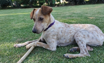 Imagen de la nota: Mascota perdida: buscan a Flu