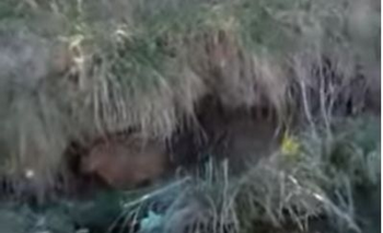 Imagen de la nota: Video: invasión de carpinchos, ¿también en Olavarría?