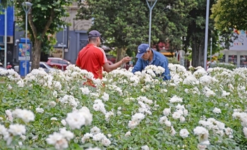 Imagen de la nota: Este jueves entregarán gajos de los rosales de la Plaza Central