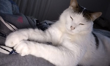 Imagen de la nota: Se asustó el gato, escapó y lo buscan desesperadamente