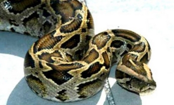 Imagen de la nota: Un granjero filmo a una serpiente explotar tras comerse una vaca entera