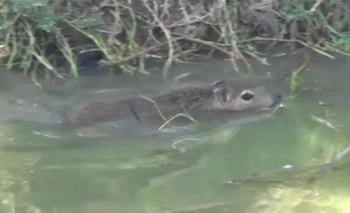 Imagen de la nota: Un intendente de la zona adoptó un carpincho