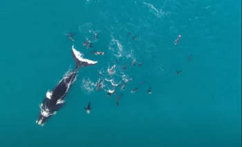 Imagen de la nota: Aparecieron ballenas en Necochea