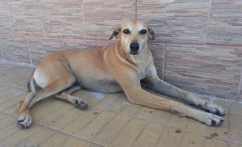 Imagen de la nota: Fue atropellado y buscan una familia para que no siga en la calle