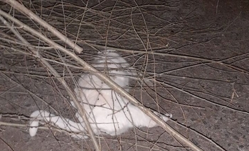 Imagen de la nota: Denuncian las muertes de animales envenenados