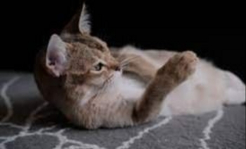 Imagen de la nota: ¿Por qué se celebra el Día del Gato?