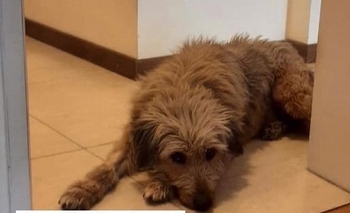 Imagen de la nota: Si no encuentra una familia, Alba quedará en la calle