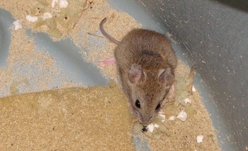 Imagen de la nota: Gran preocupación por caso de Fiebre Hemorrágica 