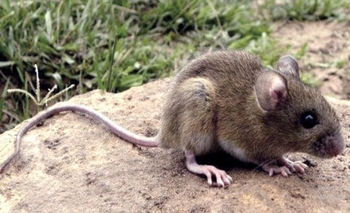 Imagen de la nota: Qué es la fiebre hemorrágica y cómo prevenirla