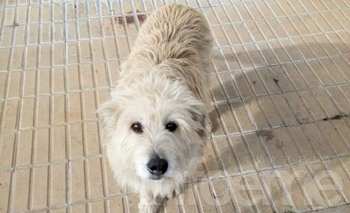 Imagen de la nota: Mascota perdida: buscan intensamente a Pelu