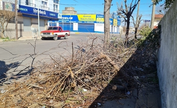 Podaron un árbol y  las ramas obstruyen la vereda   Imagen de la nota: Podaron un árbol y  las ramas obstruyen la vereda