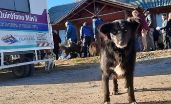 Imagen de la nota: El cronograma del Quirófano Veterinario Móvil para junio