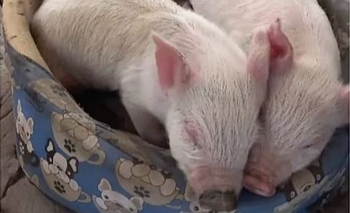 Robó dos lechones, agredió a su madre y a la policía Imagen de la nota: Robó dos lechones, agredió a su madre y a la policía