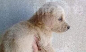 Imagen de la nota: Encontró un perro en una mochila y lo adoptaron