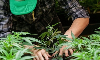 El Gobierno reglamentó la ley de cannabis: qué se podrá producir y cuánto THC está permitido Imagen de la nota: El Gobierno reglamentó la ley de cannabis: qué se podrá producir y cuánto THC está permitido