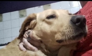 Imagen de la nota: Buscan a un perro que se perdió hace más de una semana
