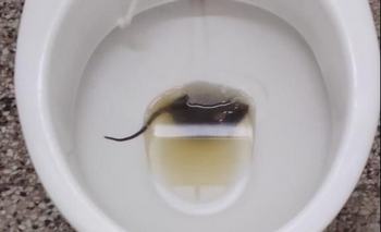 Imagen de la nota: Otra vez ratas en la Escuela Normal: ahora una se ahogó en un inodoro