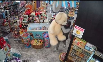 Insólito: se roban hasta los peluches Imagen de la nota: Insólito: se roban hasta los peluches
