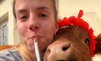 Imagen de la nota: Mili, la vaca fanática del mate y los bizcochitos 