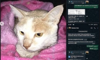 Imagen de la nota: Advierten por estafas y uso de la matrícula de un veterinario olavarriense