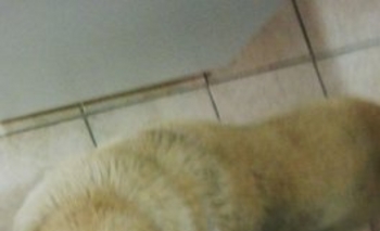 Imagen de la nota: Un labrador adulto busca hogar