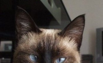 Imagen de la nota: Se busca una gata siamesa