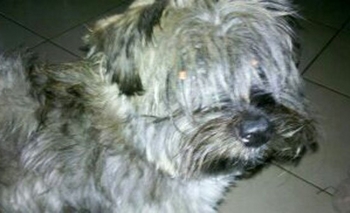 Imagen de la nota: Se ofrece recompensa, buscan a Violeta