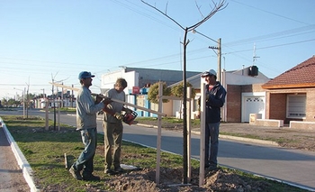 Imagen de la nota: Comenzó la plantación de árboles