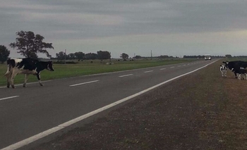 Lo infraccionan por dejar vacas sueltas en la ruta  Imagen de la nota: Lo infraccionan por dejar vacas sueltas en la ruta