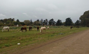 Más infracciones por caballos sueltos  Imagen de la nota: Más infracciones por caballos sueltos