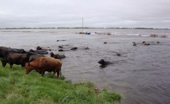 Imagen de la nota: Carbap advierte sobre el precio de la carne 