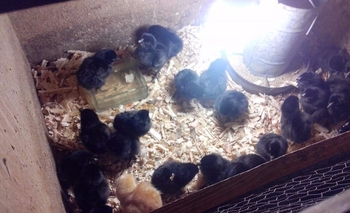 Llegaron gallinas ponedoras al Bioparque “La Máxima” Imagen de la nota: Llegaron gallinas ponedoras al Bioparque “La Máxima”