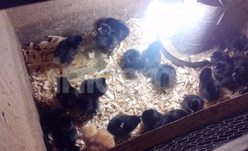 Imagen de la nota: Llegaron gallinas ponedoras al Bioparque “La Máxima”