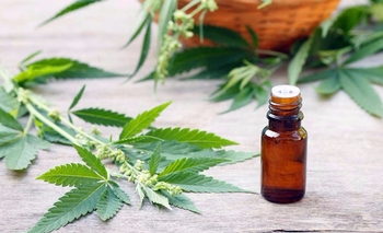 Imagen de la nota: Autorizan a cultivar cannabis con fines medicinales