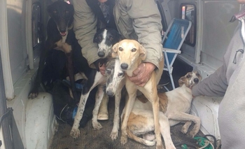 Imagen de la nota: Infraccionan a olavarrienses cazando con galgos 