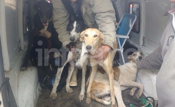 Imagen de la nota: Infraccionan a olavarrienses cazando con galgos 