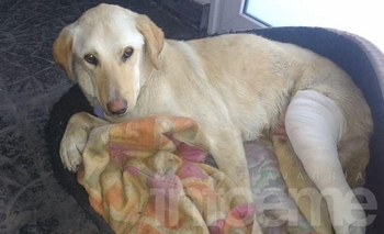 Imagen de la nota: Buscan a los dueños de una perra