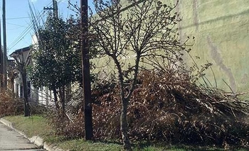 Imagen de la nota: La semana que viene finaliza la recolección de poda