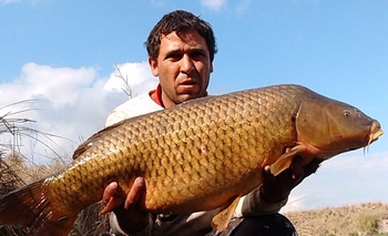 Pescan carpón en el Tapalqué Imagen de la nota: Pescan carpón en el Tapalqué