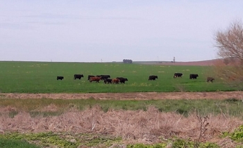 Imagen de la nota: Infracción por 20 animales invasores en un campo