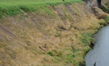 Imagen de la nota: Piden Informe sobre cambio en la vegetación del arroyo