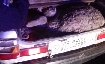 Imagen de la nota: Los detuvieron con 4 ovejas robadas en el baúl del auto 
