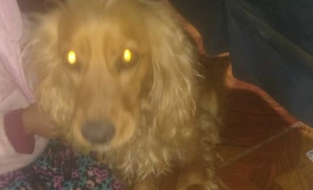 Imagen de la nota: Encuentran a un perro y buscan a sus dueños
