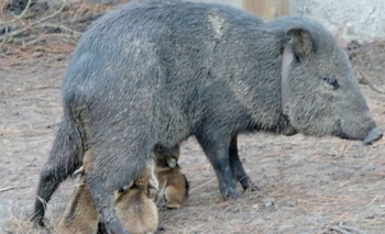 Se consolida el programa de Conservación de Pecaríes de Collar Imagen de la nota: Se consolida el programa de Conservación de Pecaríes de Collar