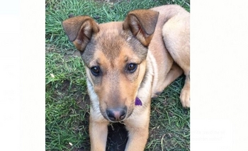 Imagen de la nota: Encontraron una perrita y buscan a sus dueños